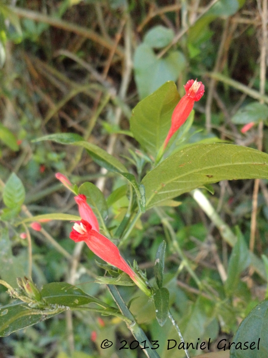 Ruellia angustiflora