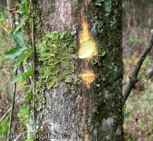 Aspidosperma australe