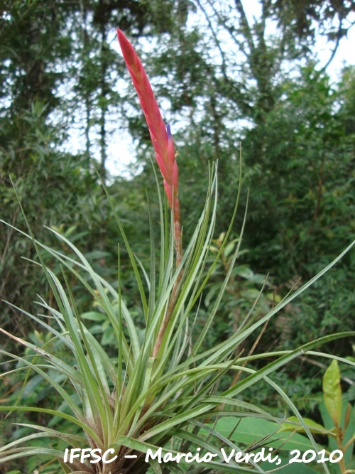 Tillandsia dura