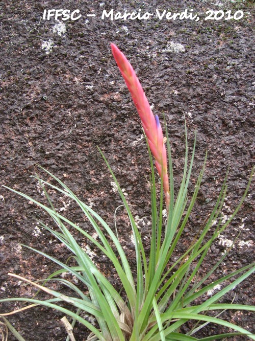 Tillandsia dura