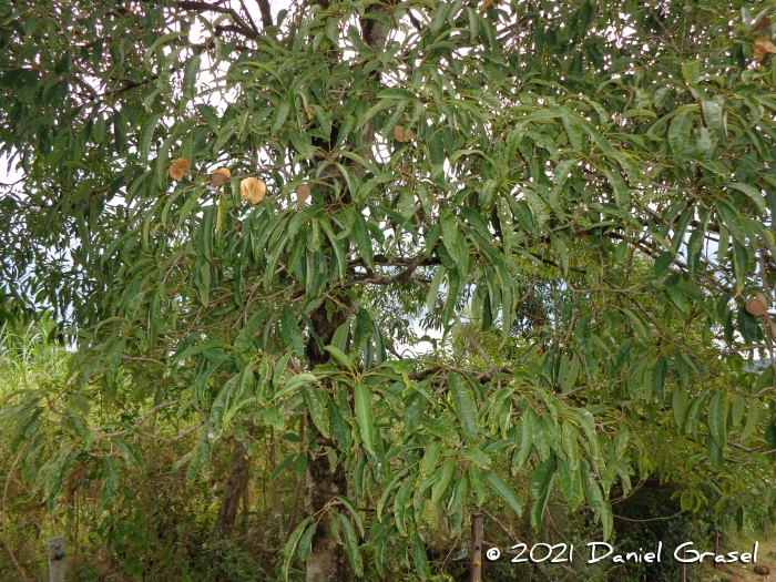 Aspidosperma australe