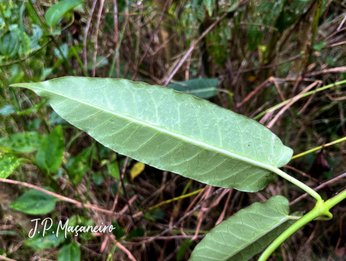 Araujia sericifera