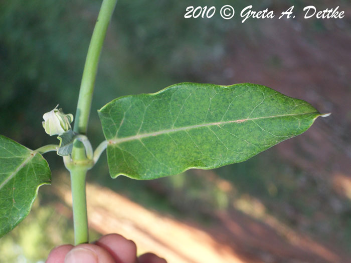 Araujia sericifera