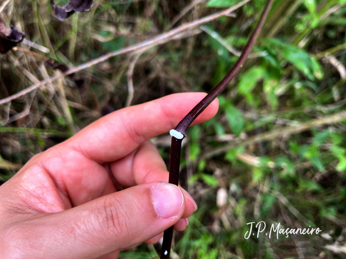 Araujia sericifera
