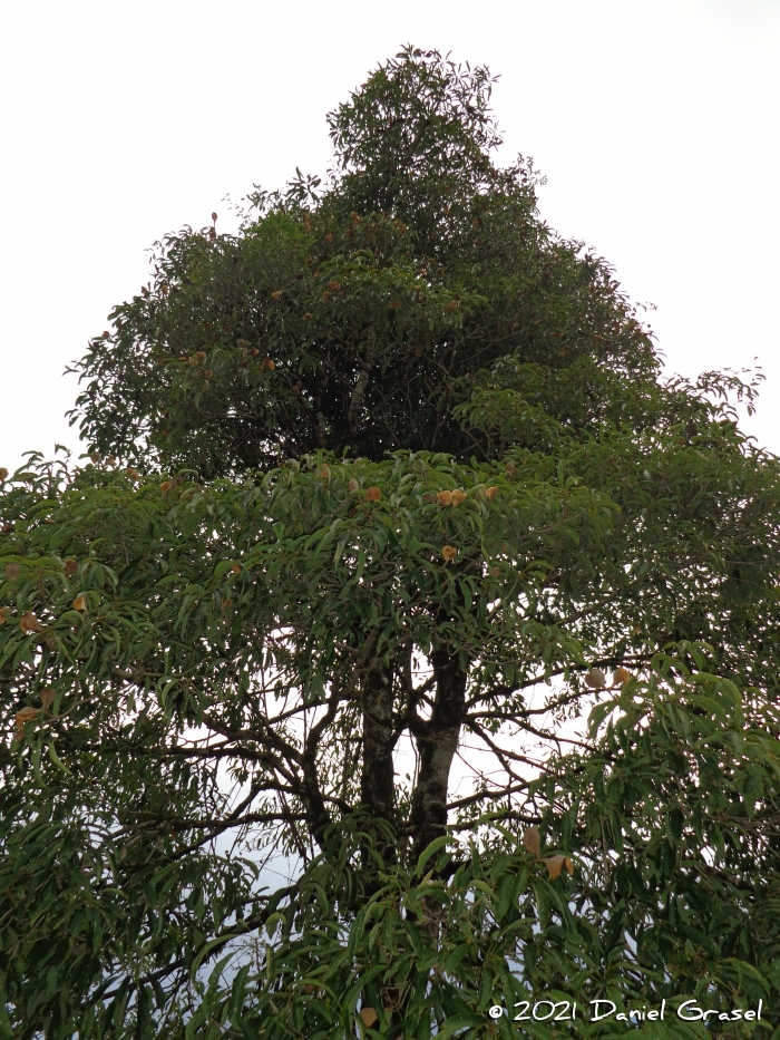 Aspidosperma australe