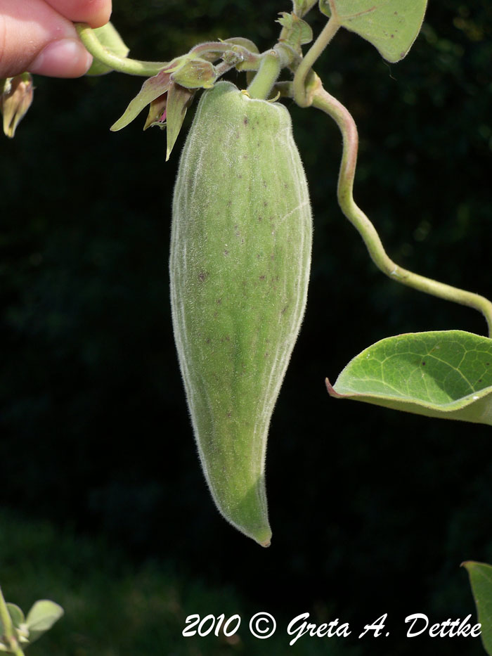 Oxypetalum appendiculatum