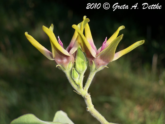 Oxypetalum appendiculatum