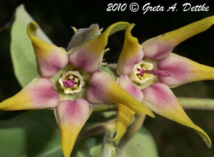 Oxypetalum appendiculatum