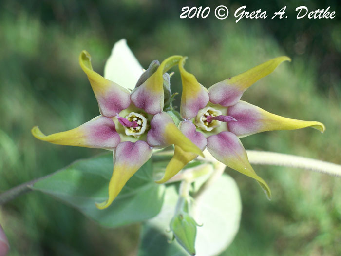 Oxypetalum appendiculatum