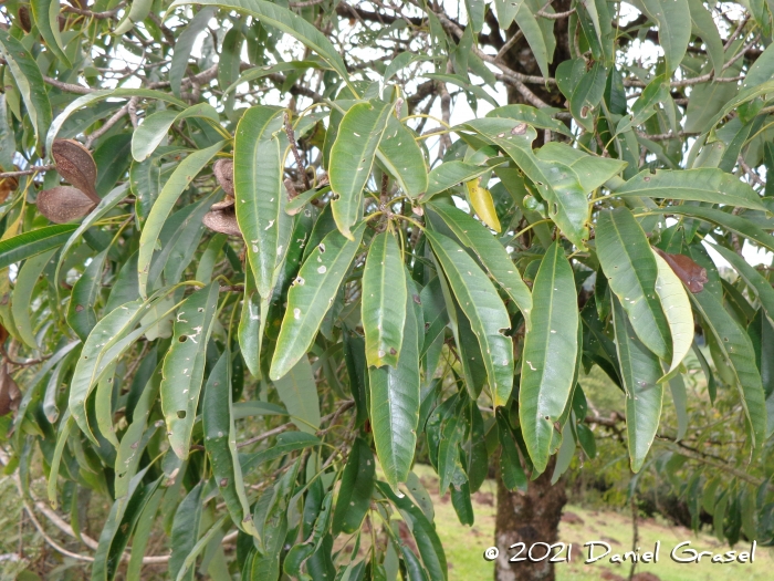 Aspidosperma australe