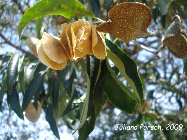 Aspidosperma australe