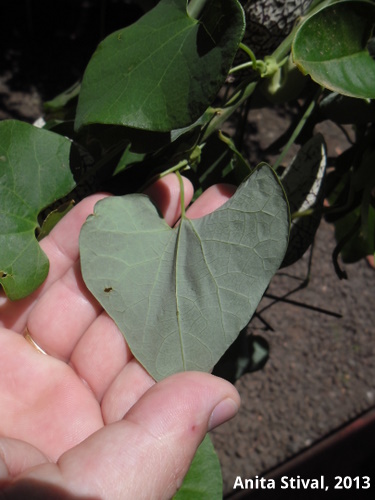 Aristolochia elegans