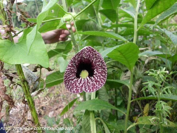 Aristolochia elegans