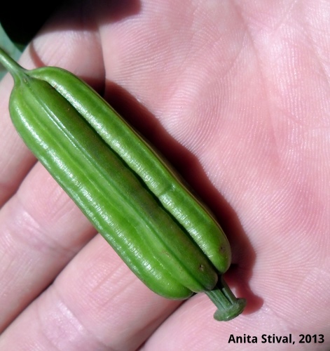 Aristolochia elegans