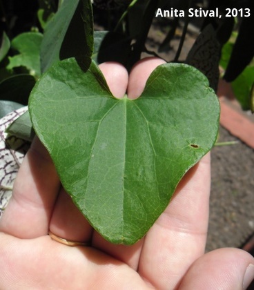 Aristolochia elegans