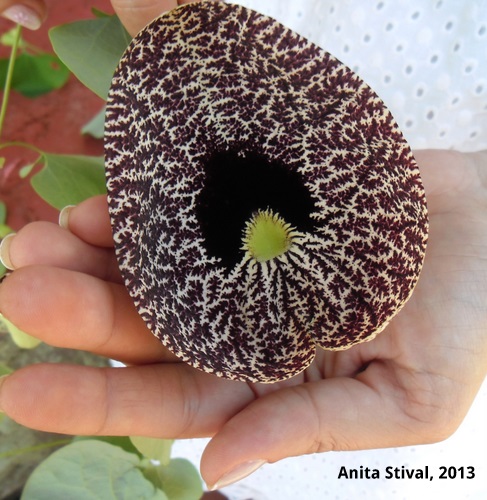 Aristolochia elegans