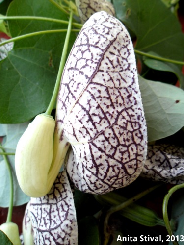 Aristolochia elegans