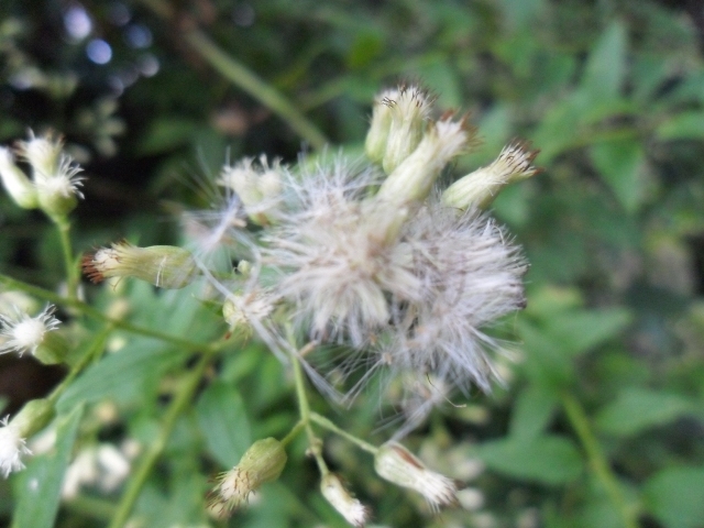 Baccharis anomala