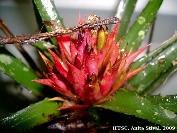 Aechmea recurvata