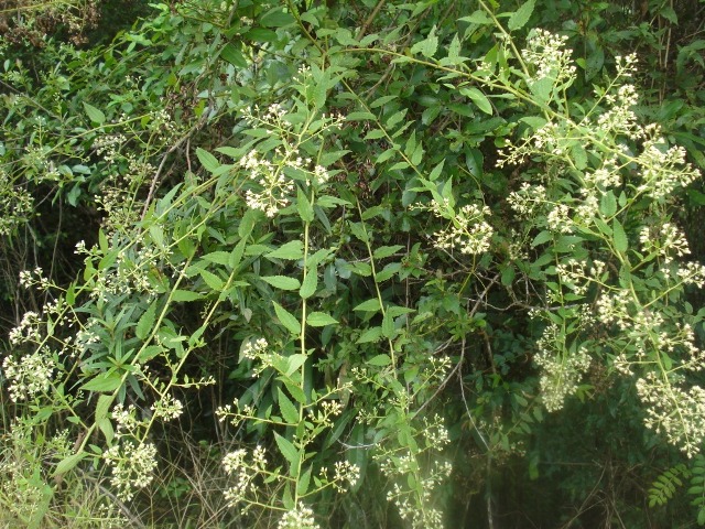 Baccharis anomala