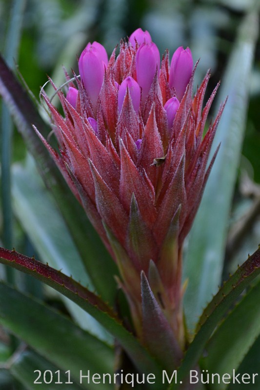 Aechmea recurvata