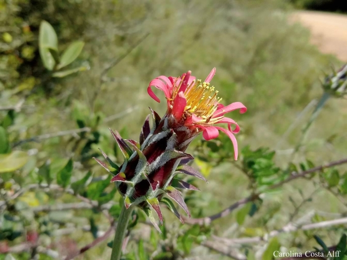 Mutisia coccinea