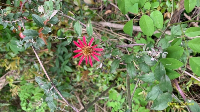 Mutisia coccinea