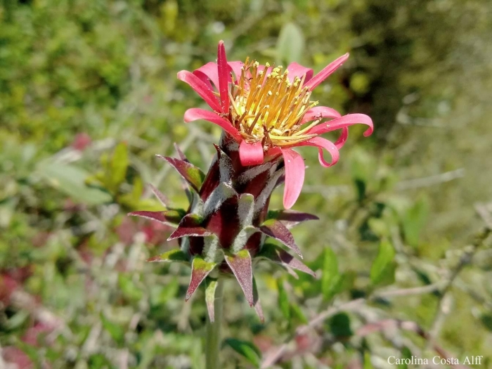 Mutisia coccinea