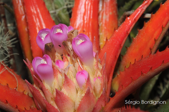 Aechmea recurvata