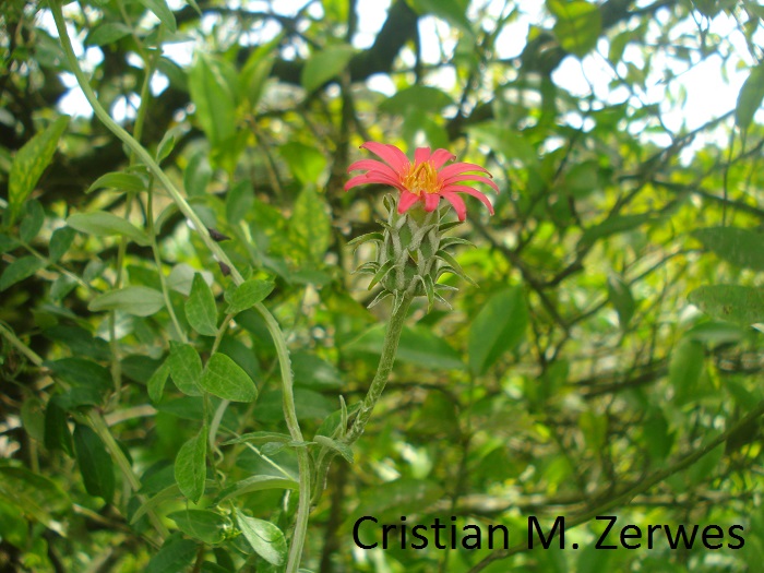 Mutisia coccinea