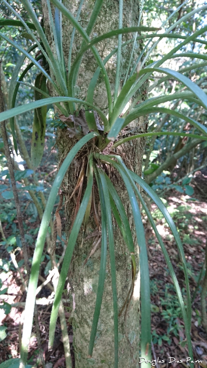 Aechmea recurvata