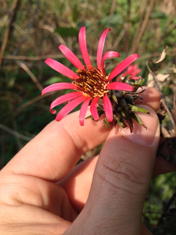 Mutisia coccinea