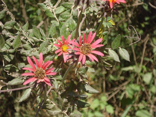 Mutisia coccinea