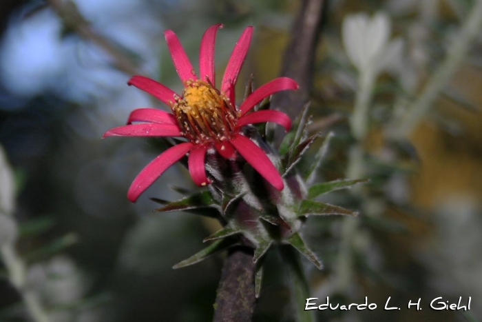 Mutisia coccinea