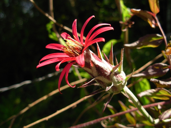 Mutisia coccinea