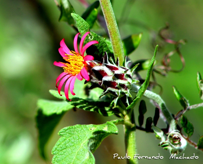 Mutisia coccinea