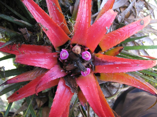 Aechmea recurvata