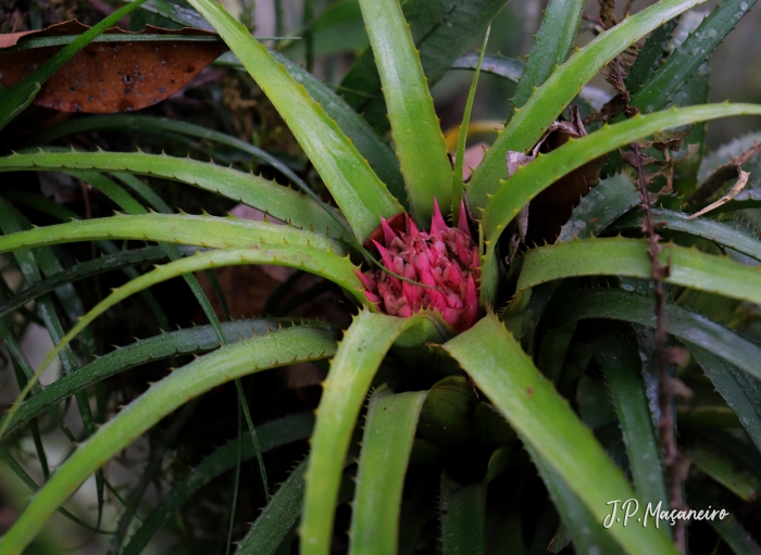 Aechmea recurvata