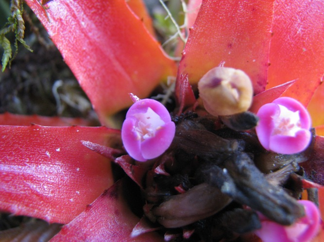 Aechmea recurvata