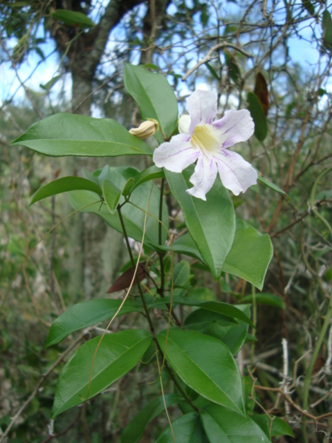 Bignonia callistegioides