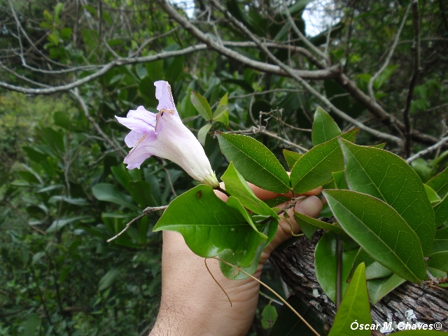 Bignonia callistegioides