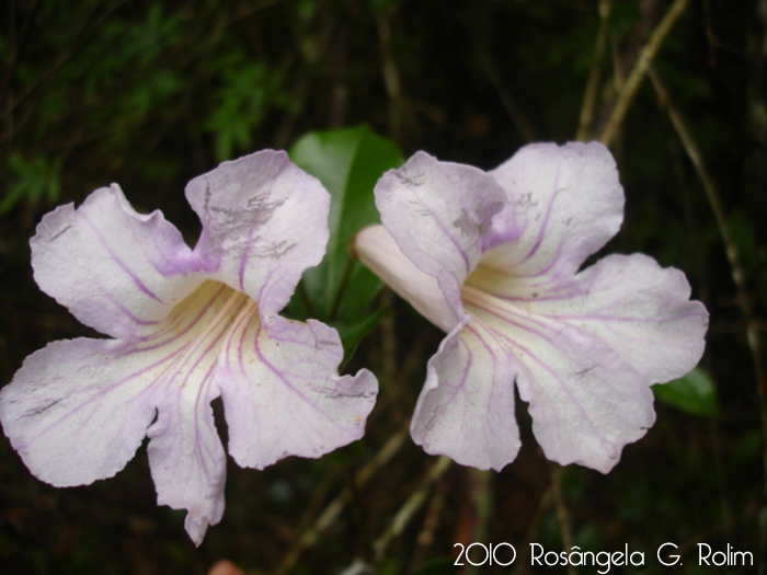 Bignonia callistegioides