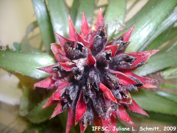 Aechmea recurvata