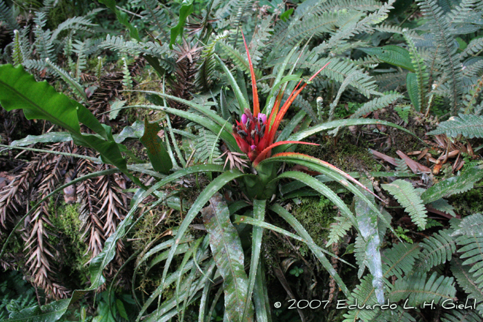 Aechmea recurvata