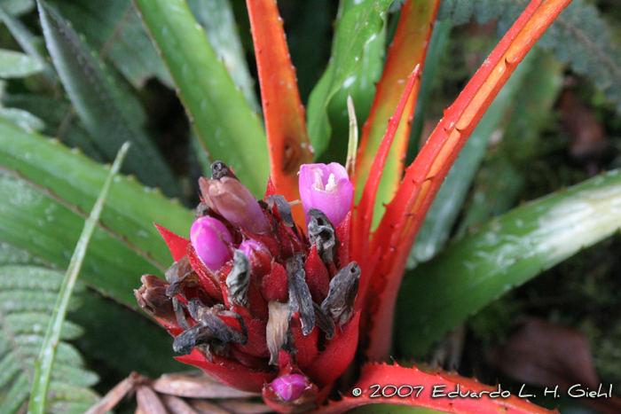 Aechmea recurvata