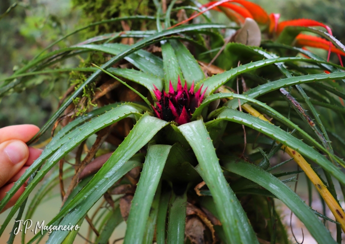 Aechmea recurvata