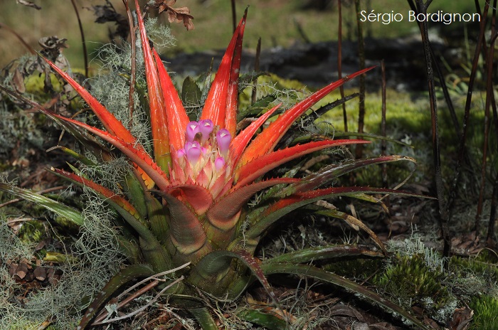 Aechmea recurvata