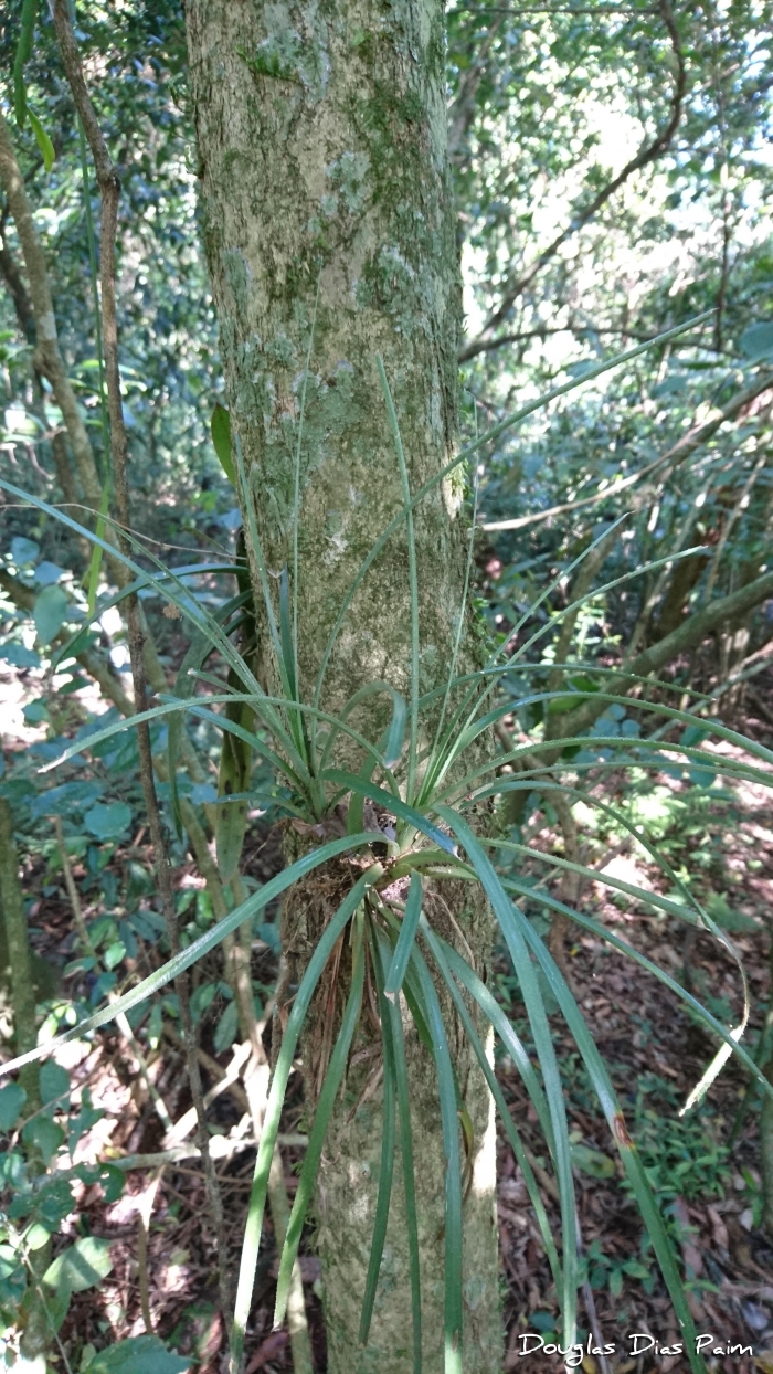 Aechmea recurvata