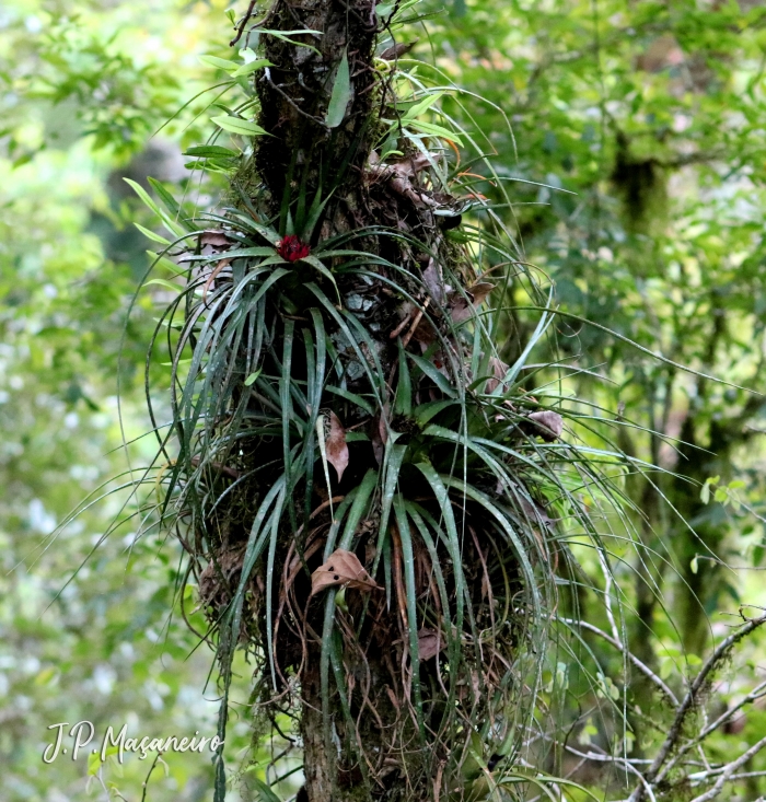 Aechmea recurvata