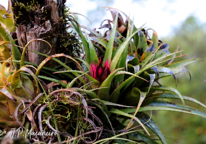 Aechmea recurvata